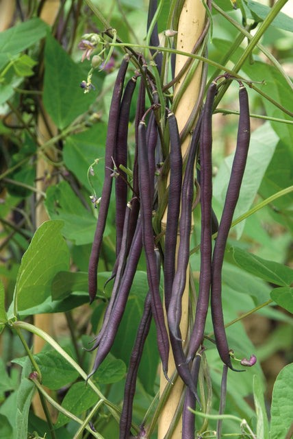 Beans - Carminat