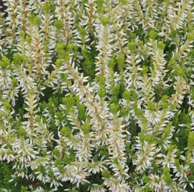Calluna vulgaris 'Inid'