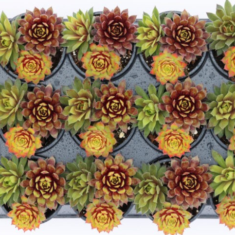 Chick Charms Trio 'Pot of Gold'