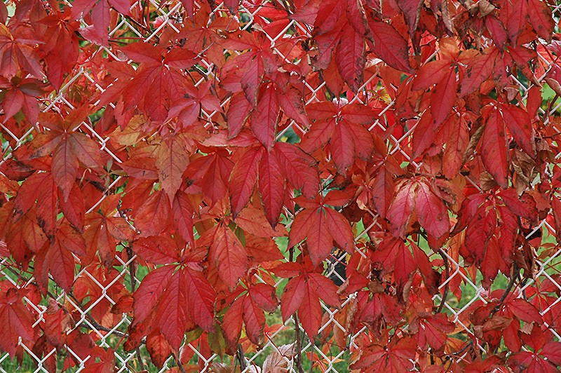 Parthenocissus Engelmanii