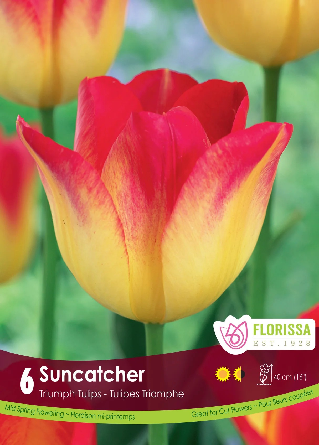 Tulipa Triumph 'Suncatcher'