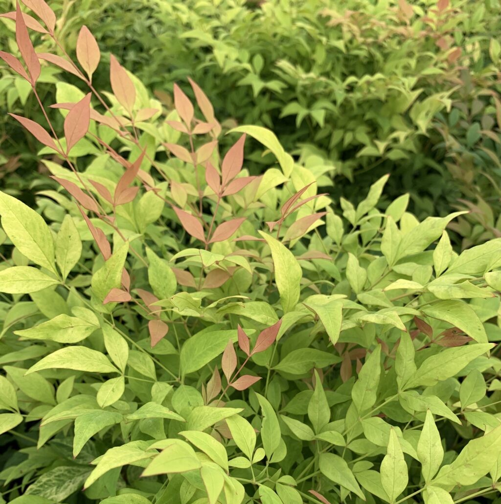 Nandina domestica 'Goldstream'