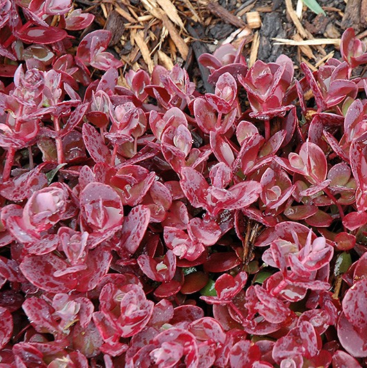 Sedum 'Sun Sparkler Cherry Tart'