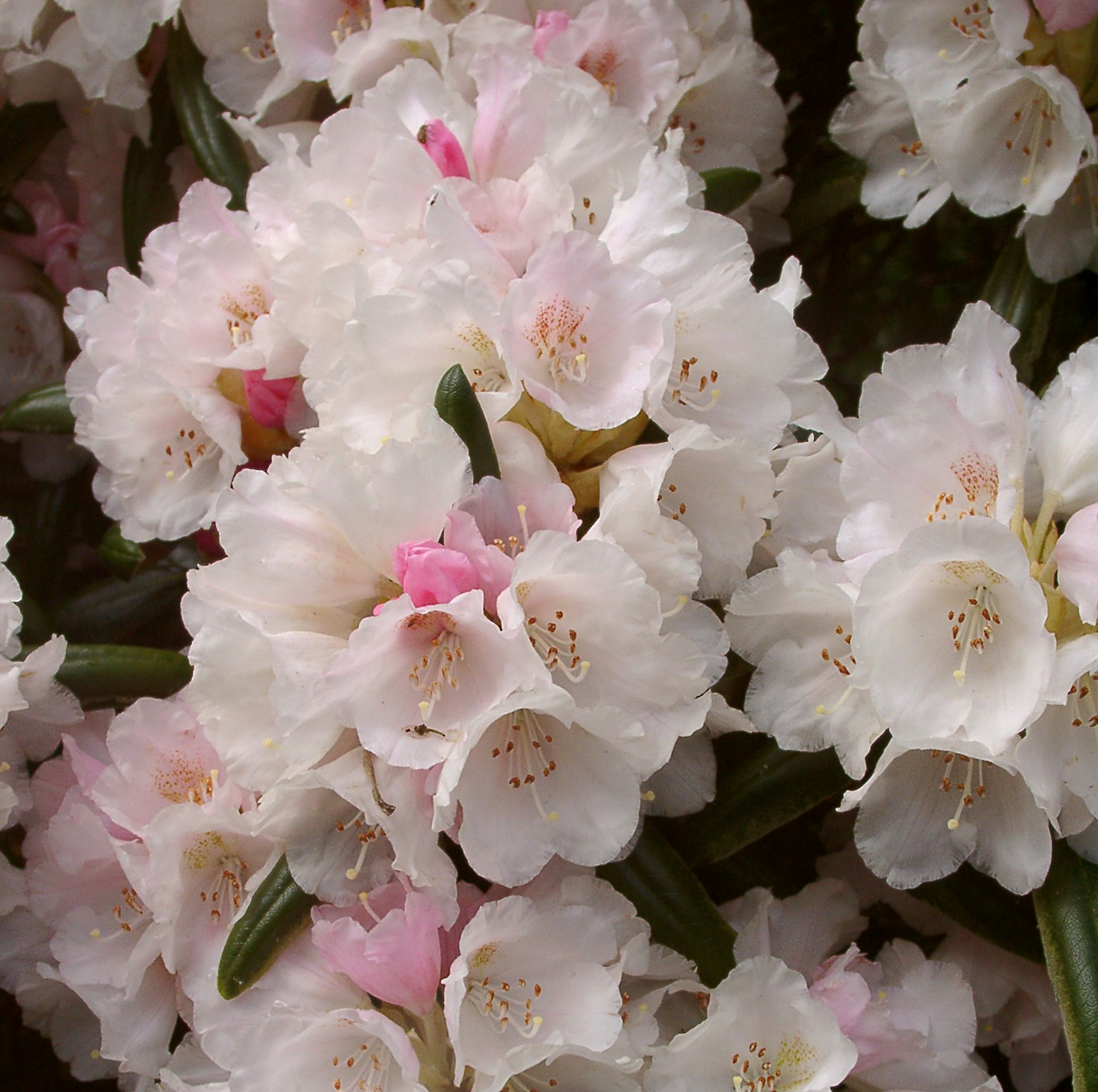 Rhododendron 'Yak FCC'