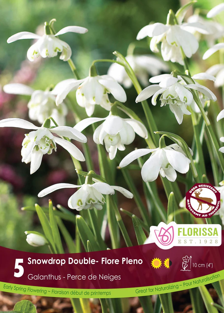 Galanthus 'Floreo Pleno'