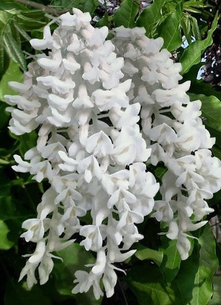 Wisteria macrostachya 'Clara Mack'