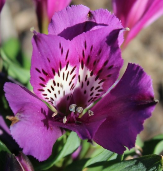 Alstroemeria 'Indigo'