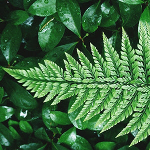 Polystichum tsus-simense 'K-rex'