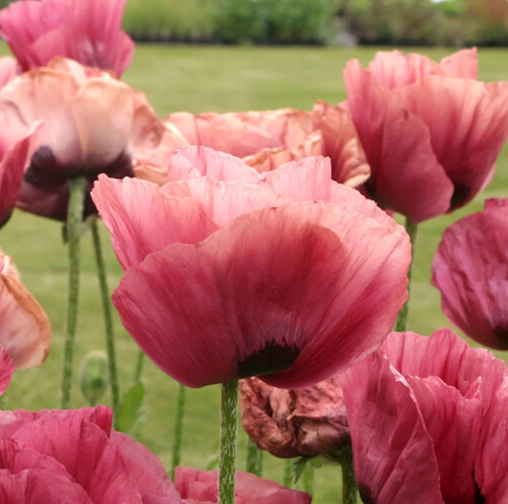 Papaver orientale 'Marlene'