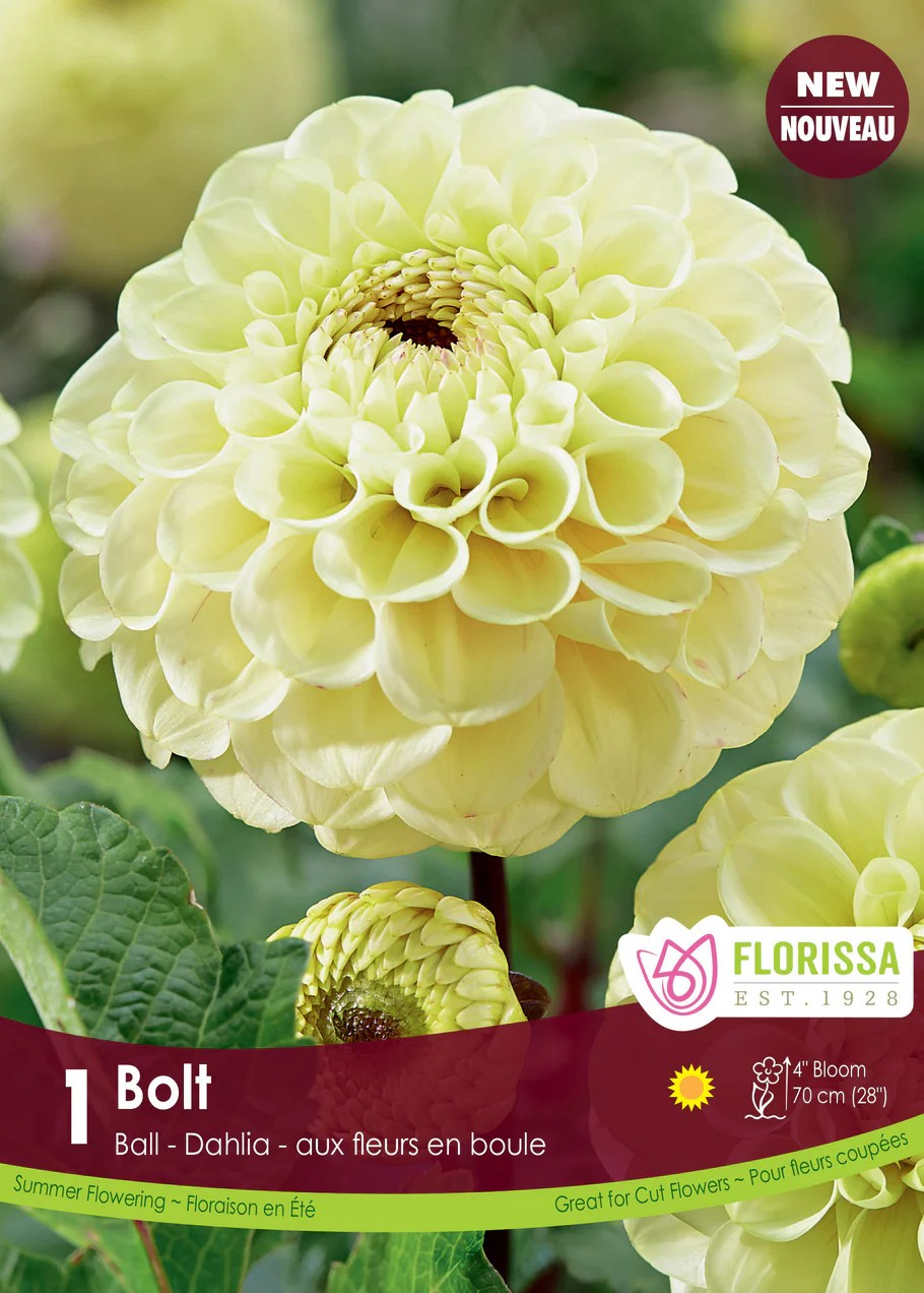 Dahlia Ball 'Bolt'
