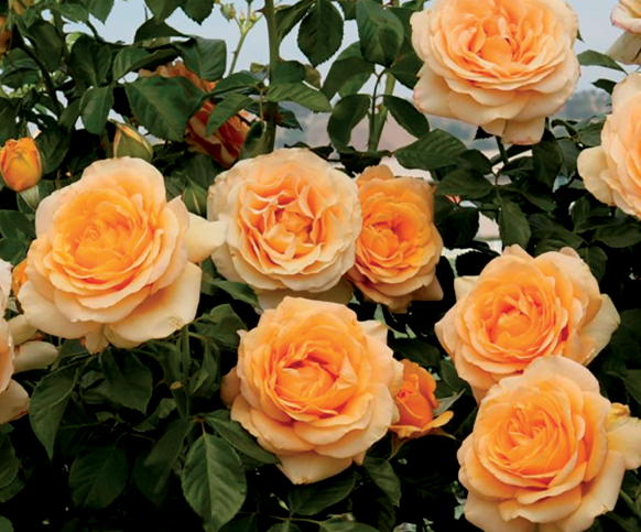 Rosa 'Golden Opportunity'