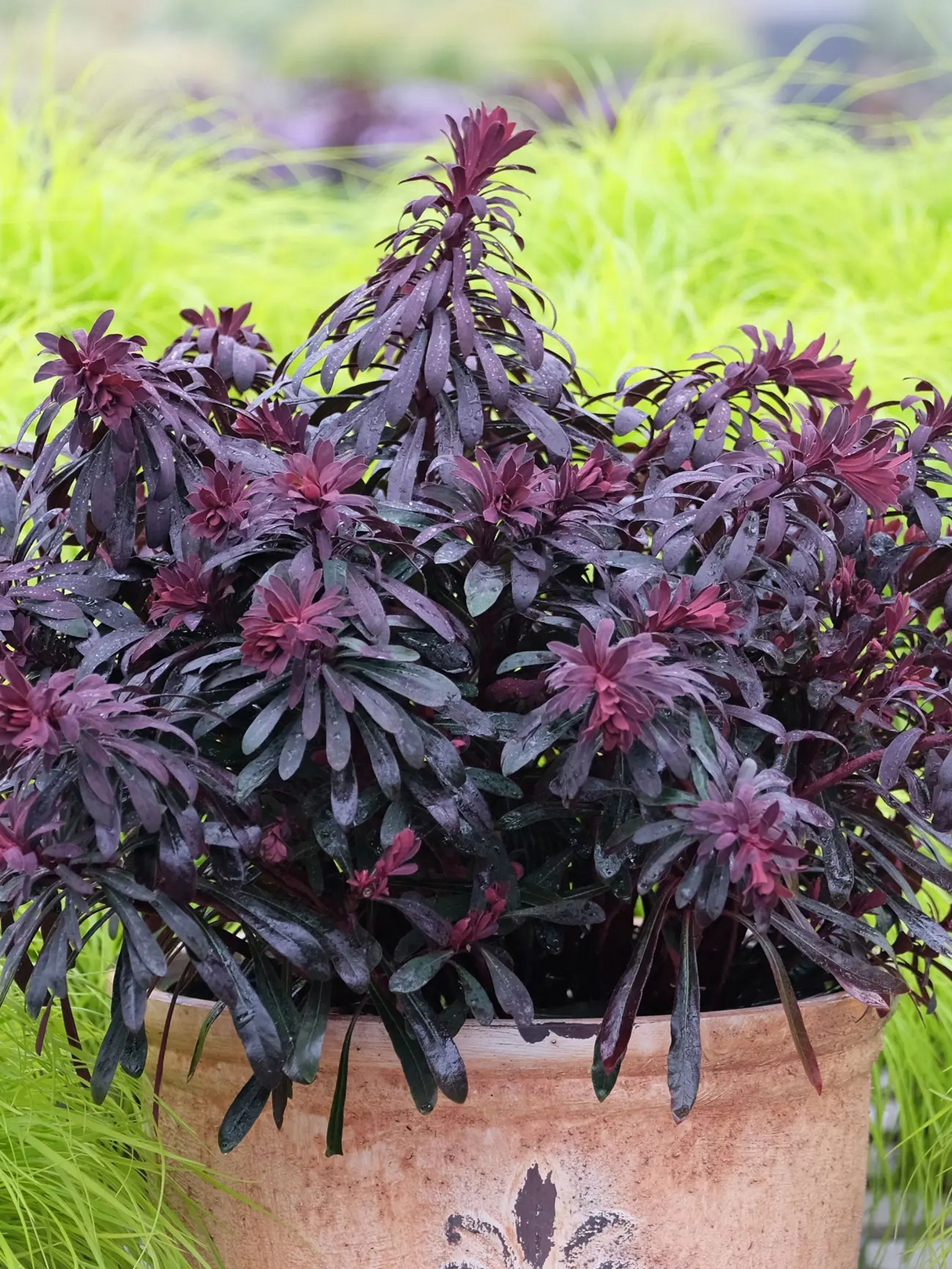 Euphorbia 'Miner's Merlot'
