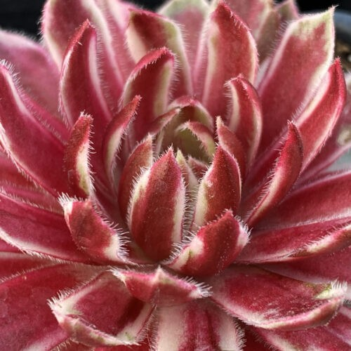 Sempervivum 'Lotus Blossom'