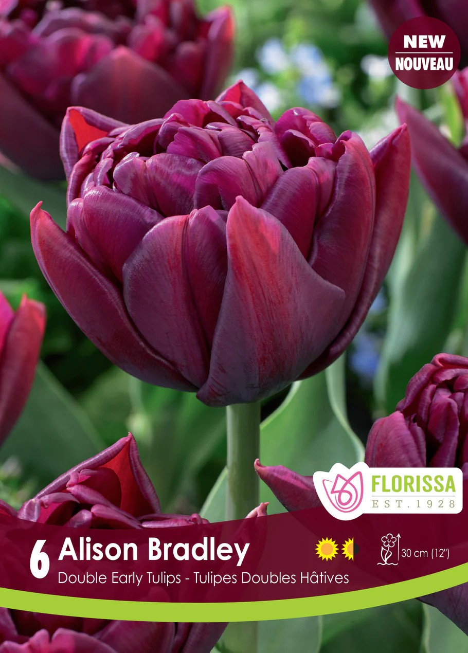 Tulipa Double Early 'Alison Bradley'