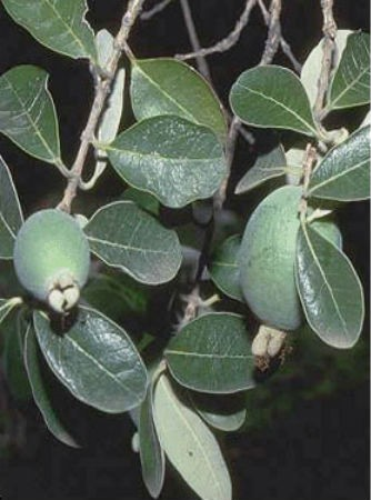 Guava-Acca sellowiana 'Ramsey'
