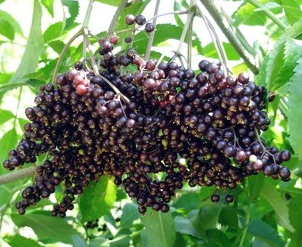 Sambucus canadensis 'Ranch'