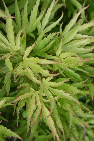 Acer palmantum 'Dr. Seuss'