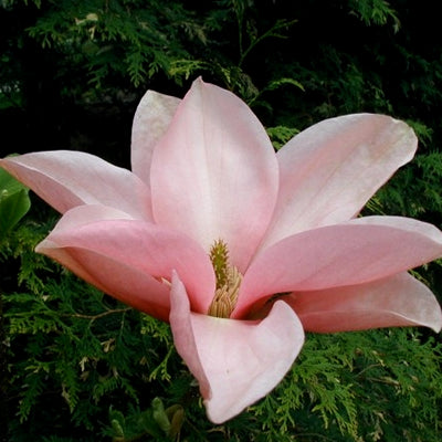 Magnolia 'Blushing Belle'