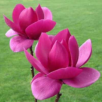 Magnolia 'Cleopatra'