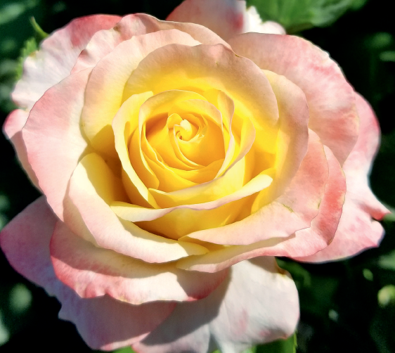 Rosa 'Make Me Blush'