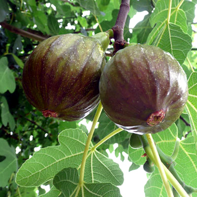 Ficus carica 'Olympian'