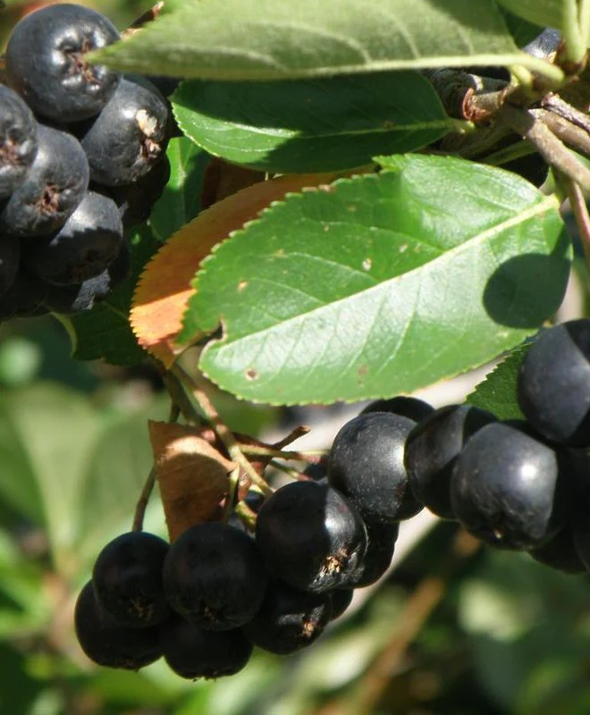 Aronia melanocarpa 'Nero'