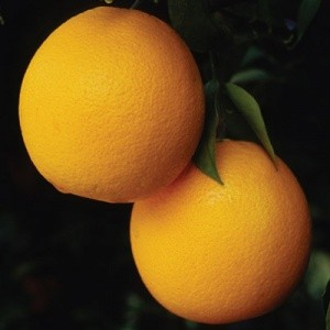 Citrus hybrid 'Cocktail'