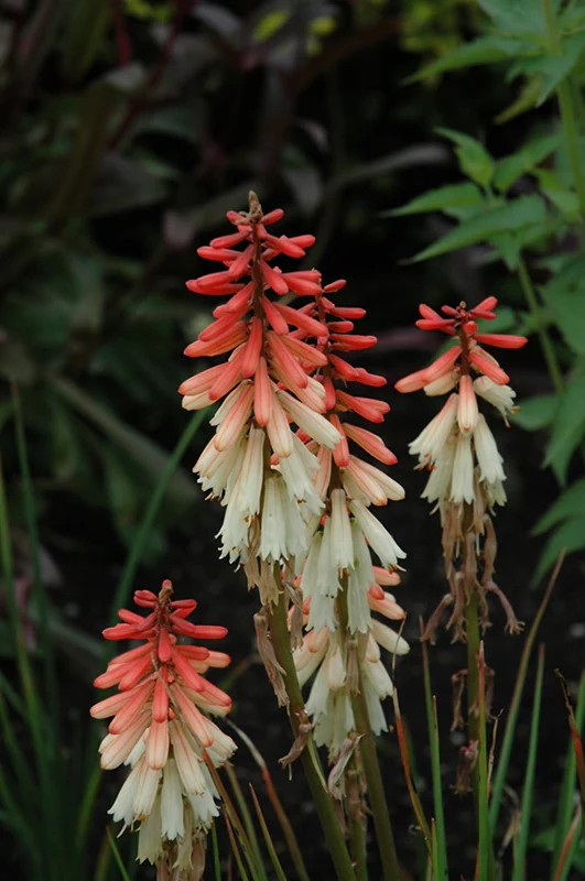 Kniphofia 'Orange Vanilla Popsicle'