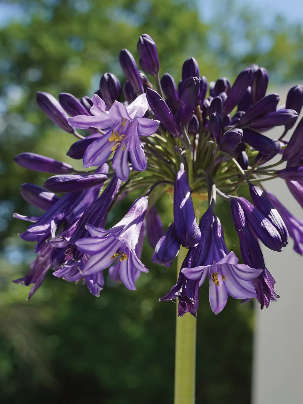 Agapanthus 'Black Panther'