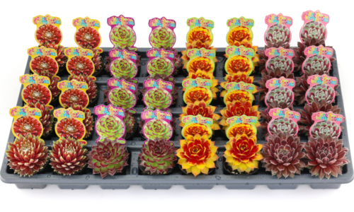 Chick Charmlettes Field Trip Friends