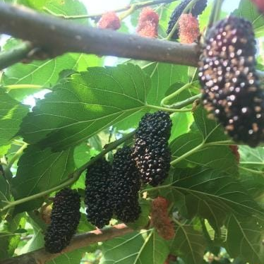 Mulberry - Morus alba x rubra 'Illinois'