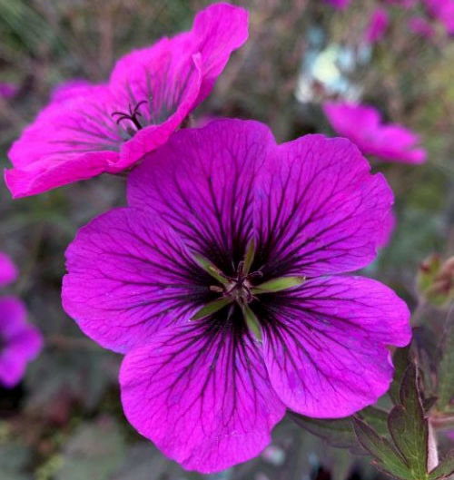 Geranium 'Dark Eyes'