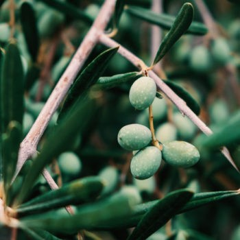 Olea europaea 'Nikita Jubilee'