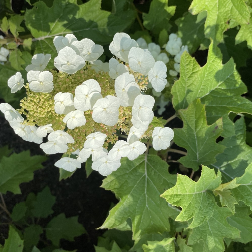 Hydrangea quercifolia 'Toy Soldier'