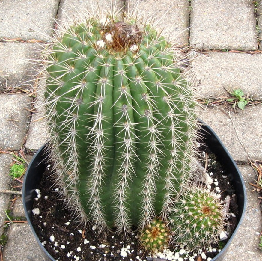 Trichocereus grandiflorus hybrid