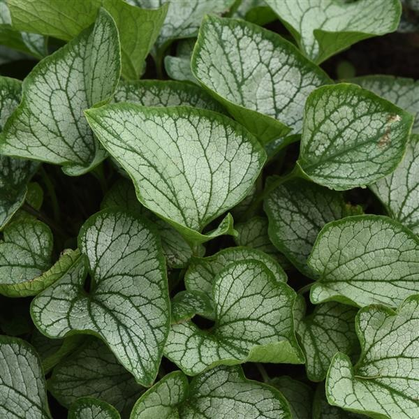 Brunnera 'Frost Bite'