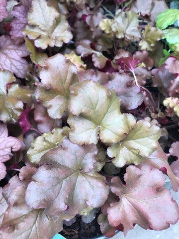 Heuchera 'Boysenberry'