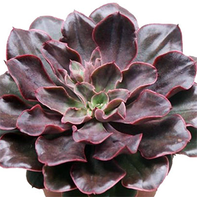 Echeveria 'Red Prince'