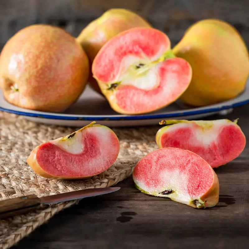 Apple - Malus 'Lucy Glo'