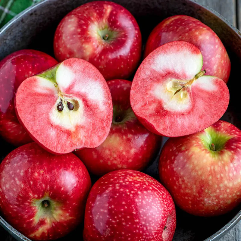 Apple - Malus 'Lucy Rose'