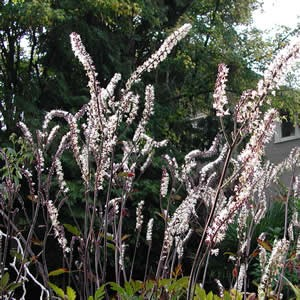 Actaea simplex 'Atropurpurea'