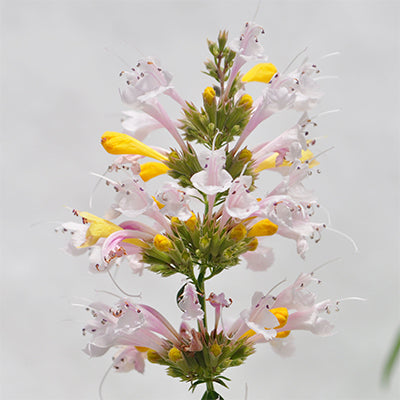 Agastache 'Sunrise White'