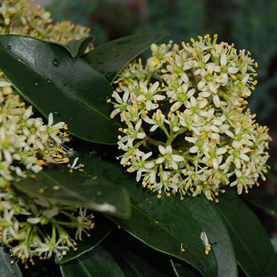 Skimmia japonica 'Limelight'