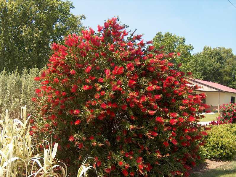 Callistemon ridgidus