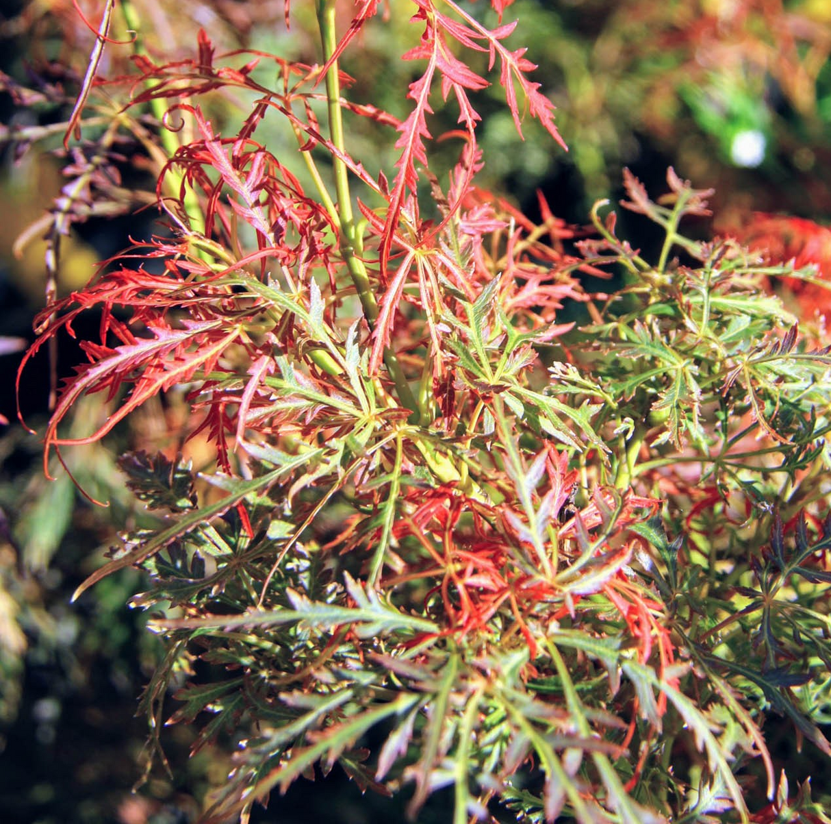 Acer palmatum dissectum 'Baby Lace'