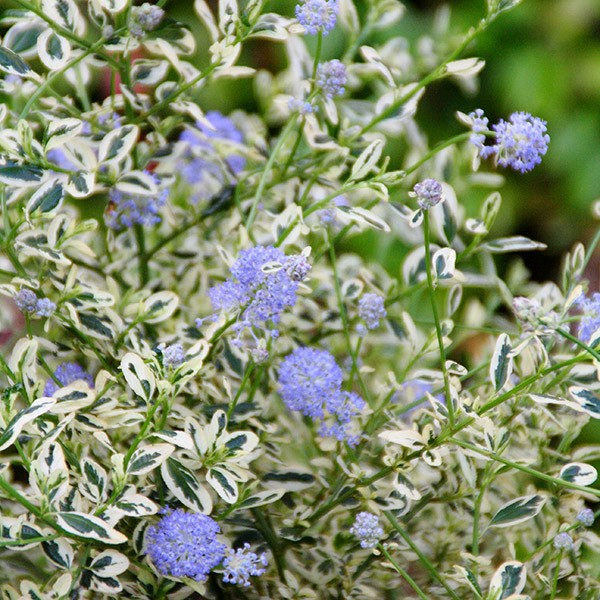 Ceanothus thyrsiflorus 'Cool Blue'
