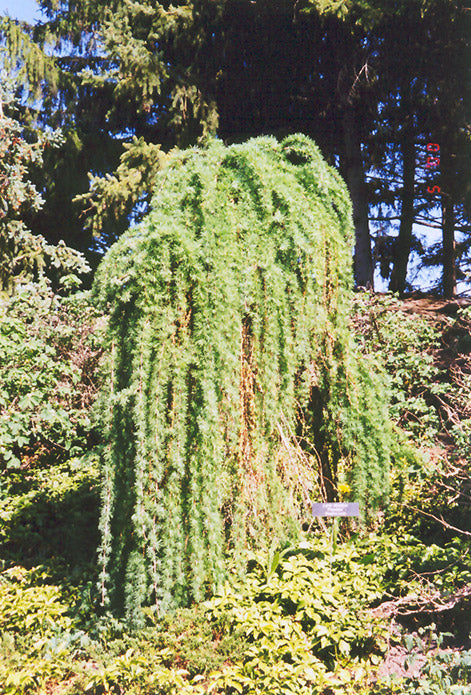 Larix decidua 'Pendula'