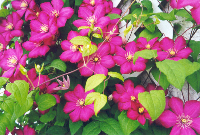 Clematis 'Ville De Lyon'