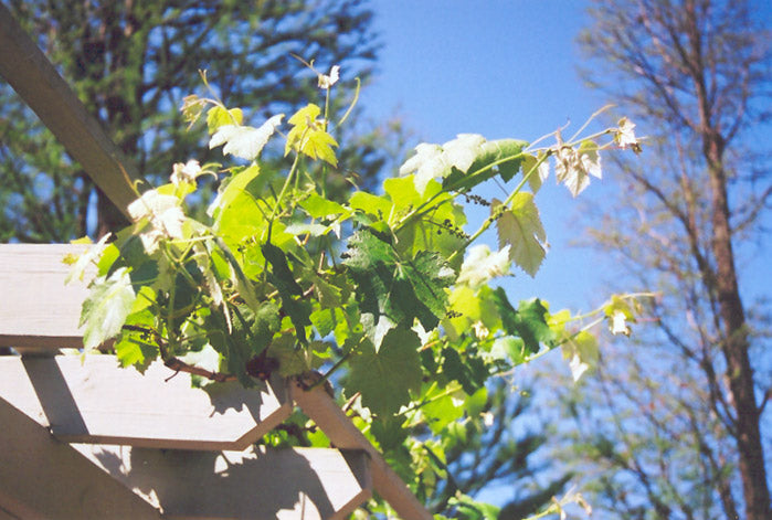 Grape- Vitis 'Niagara'
