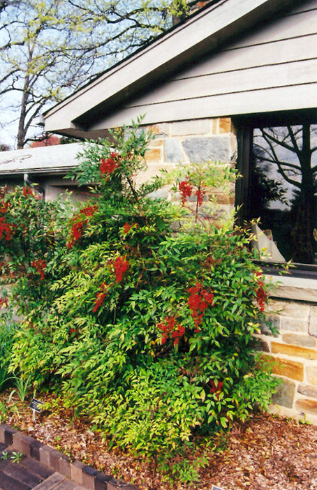 Nandina domestica